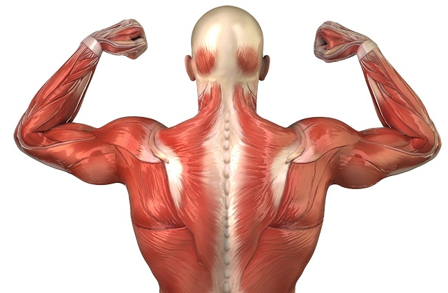 Polymyositis - Iris Clinics